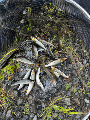 アユの釣果