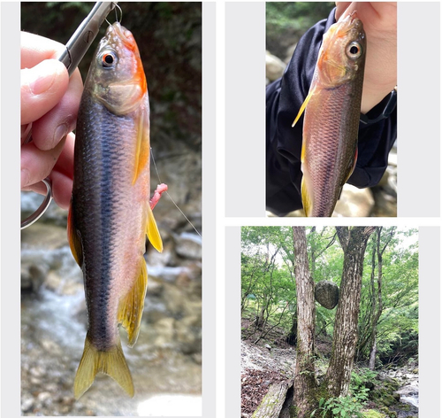 カワムツの釣果