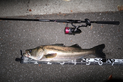 シーバスの釣果