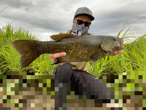 スモールマウスバスの釣果