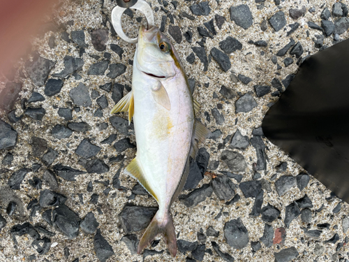 ショゴの釣果