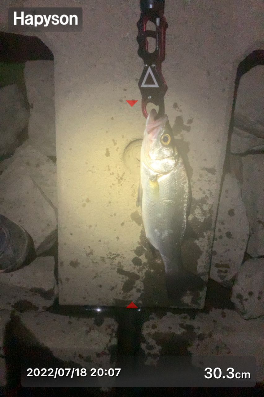 セイゴ(ヒラスズキ)