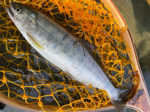 ヤマメの釣果