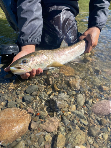 イトウの釣果