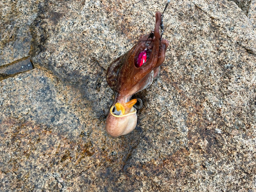 マダコの釣果