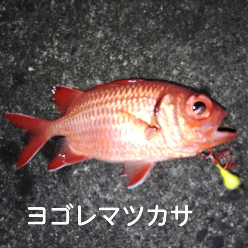 ツマリマツカサの釣果