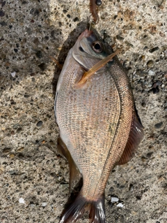 ウミタナゴの釣果