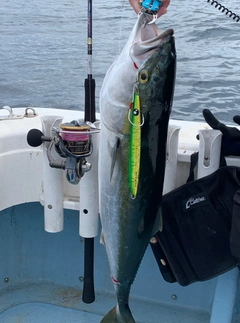 ブリの釣果