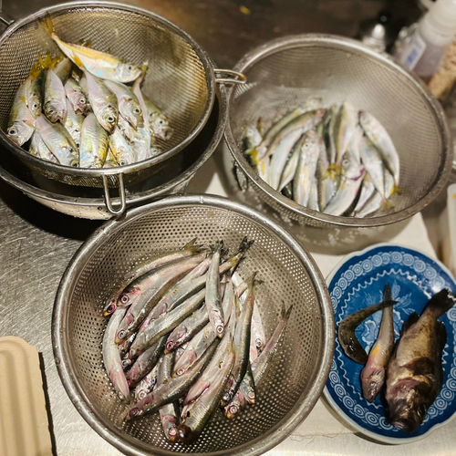 釣果