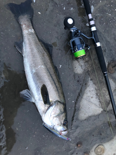 シーバスの釣果