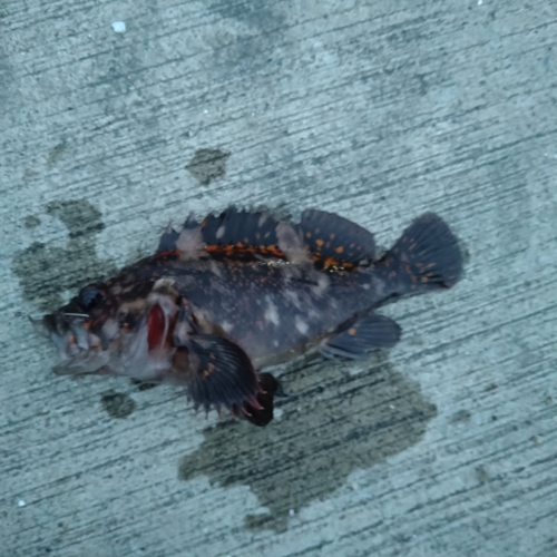 オウゴンムラソイの釣果