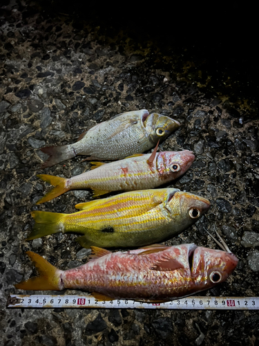 アカヒメジの釣果