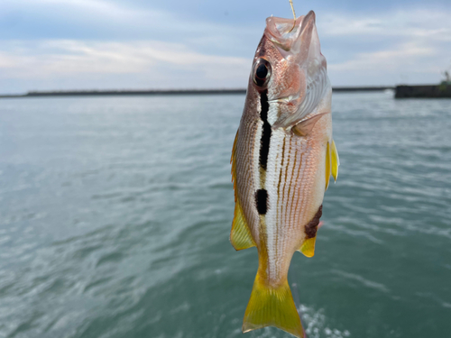 ヨコスジフエダイの釣果