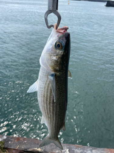 ボラの釣果