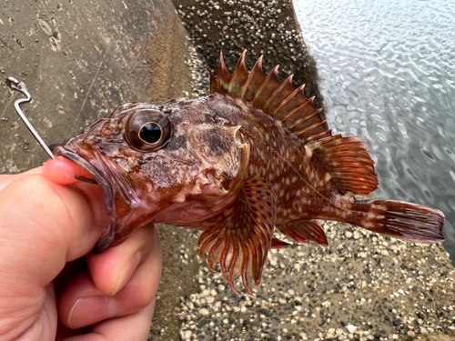 アラカブの釣果