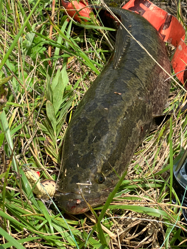 ライギョの釣果