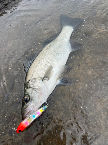 セイゴ（ヒラスズキ）の釣果