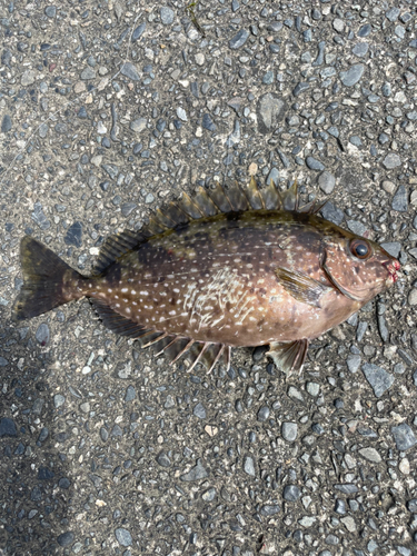 アイゴの釣果