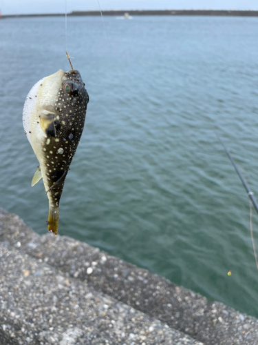 フグの釣果