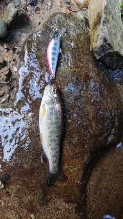 ニジマスの釣果