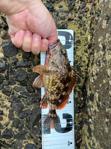 アラカブの釣果