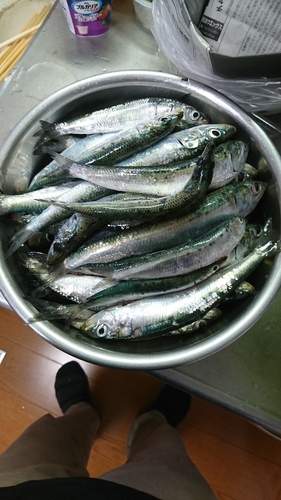 イワシの釣果