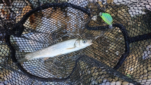 ウグイの釣果