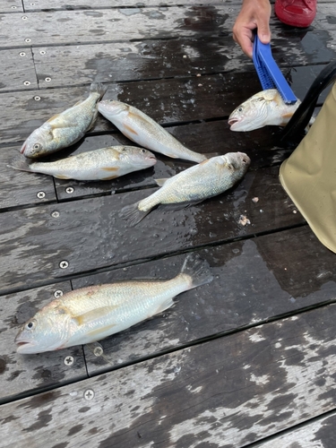 イシモチの釣果