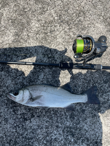 ヒラスズキの釣果