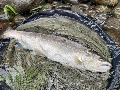 サツキマスの釣果