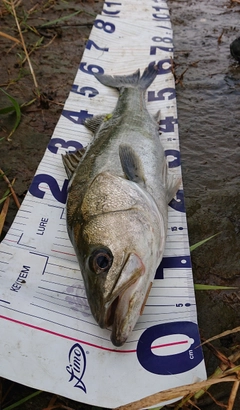 シーバスの釣果