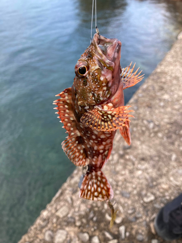 カサゴの釣果