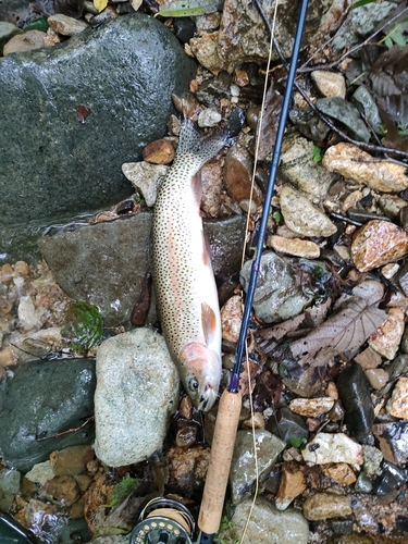 ニジマスの釣果