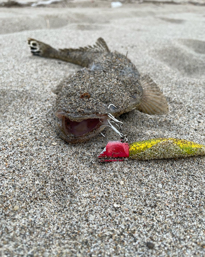 マゴチの釣果