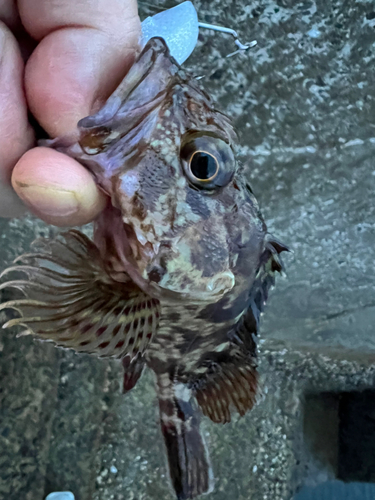 アラカブの釣果