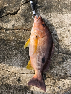 クロホシフエダイの釣果