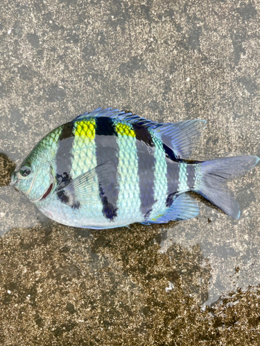 オヤビッチャの釣果