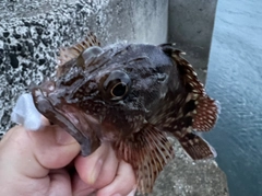 アラカブの釣果