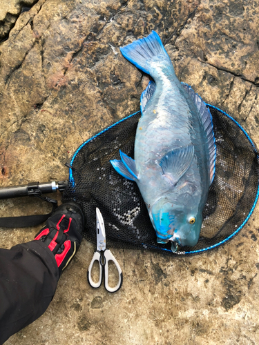 アオブダイの釣果