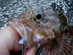 アラカブの釣果