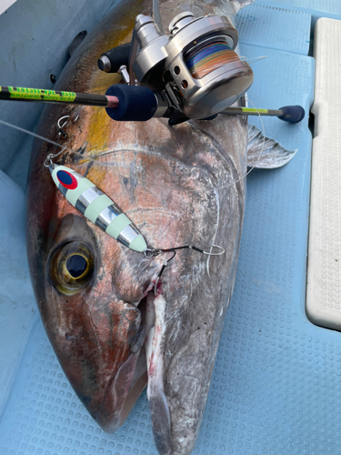 カンパチの釣果