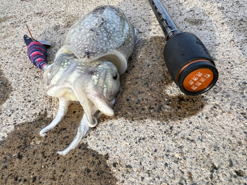 シリヤケイカの釣果