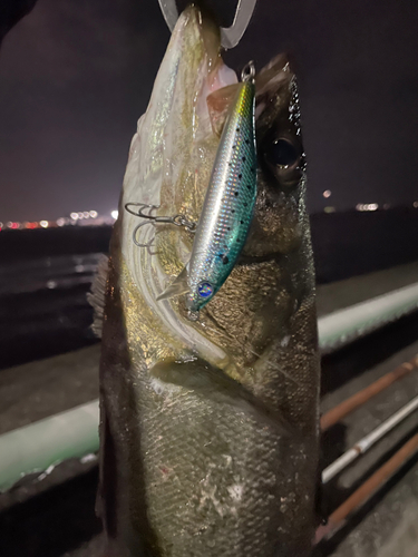 シーバスの釣果