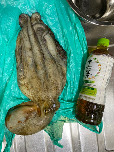 タコの釣果