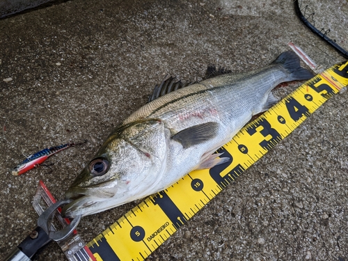 シーバスの釣果