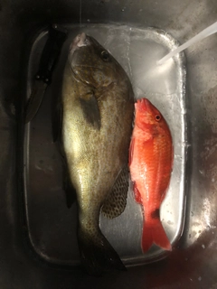 コロダイの釣果