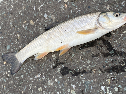 ウグイの釣果