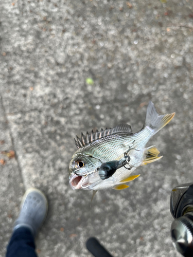 キチヌの釣果