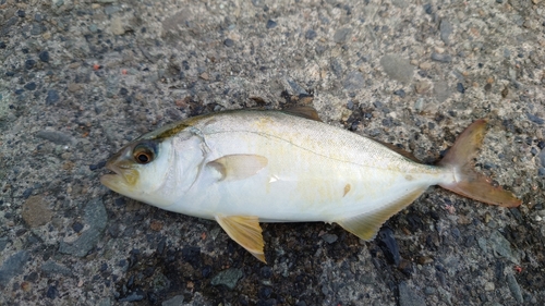 ショゴの釣果