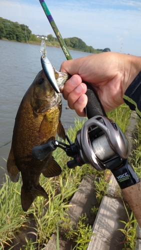 スモールマウスバスの釣果